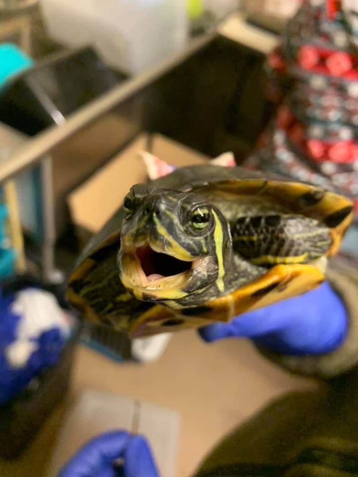 Releasing Turtles and Finding Rehabbers Turtle Ally Certification Program