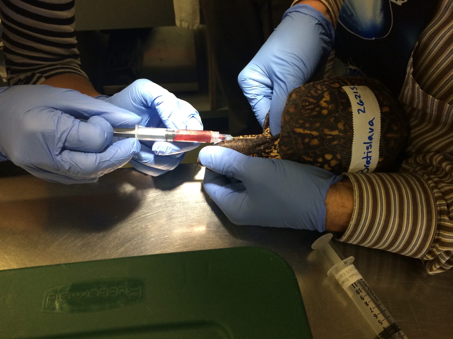 Critical Care for Turtles Turtle Ally Certification Program