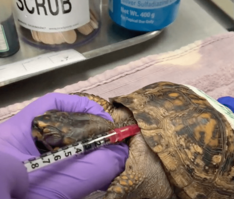 Critical Care for Turtles Turtle Ally Certification Program