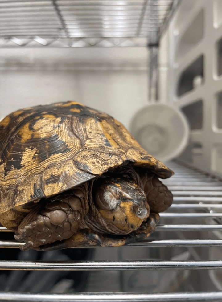 Critical Care for Turtles Turtle Ally Certification Program