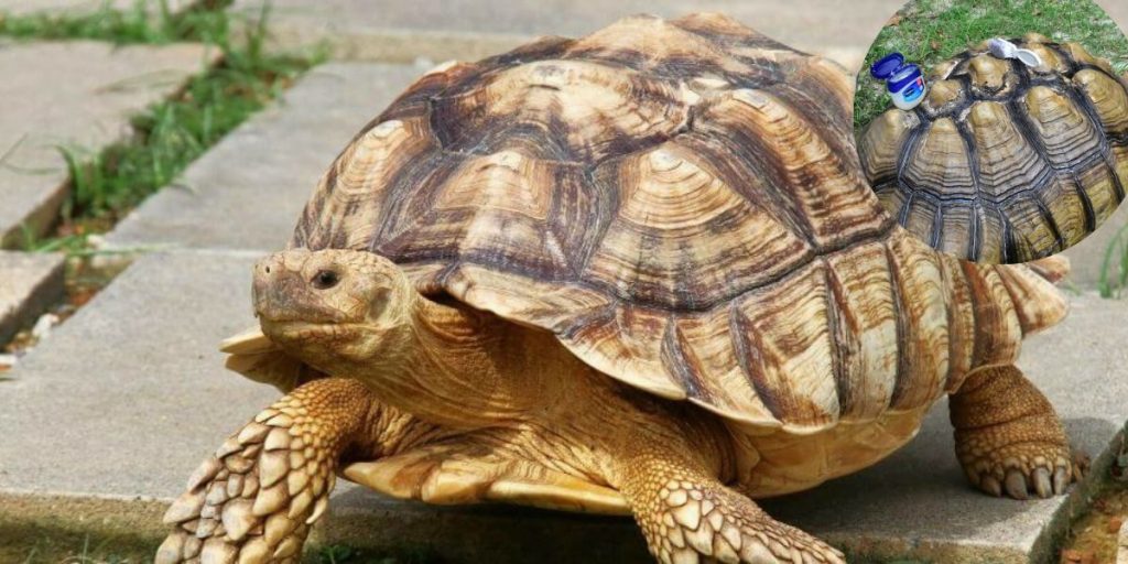 Sulcata Tortoise Shell Problems A Helpful Guide On How To Care For