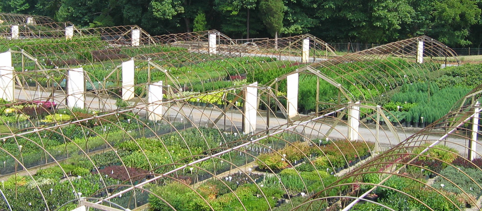 Commercial Plant Division Turtle Creek Nursery