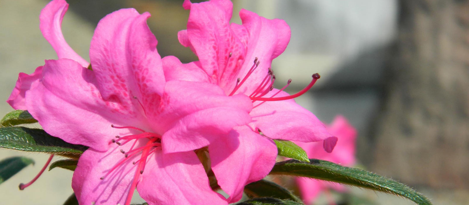 Turtle Creek Nursery Specialty Plants and Landscaping