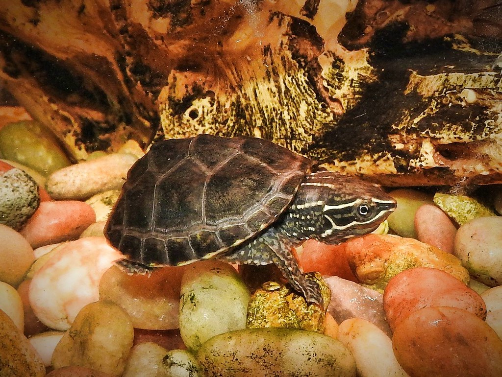 6 Turtles That Stay Small [The Best Pets Based on Your Experience]