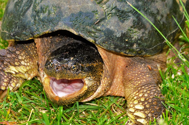 How do turtles breathe? (And how long can they stay underwater?)