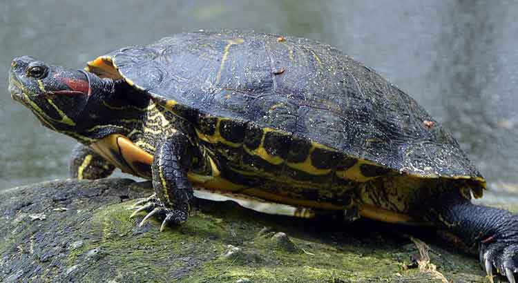 Red Eared Slider Growth Rate | How Fast Do Red Eared Sliders Grow