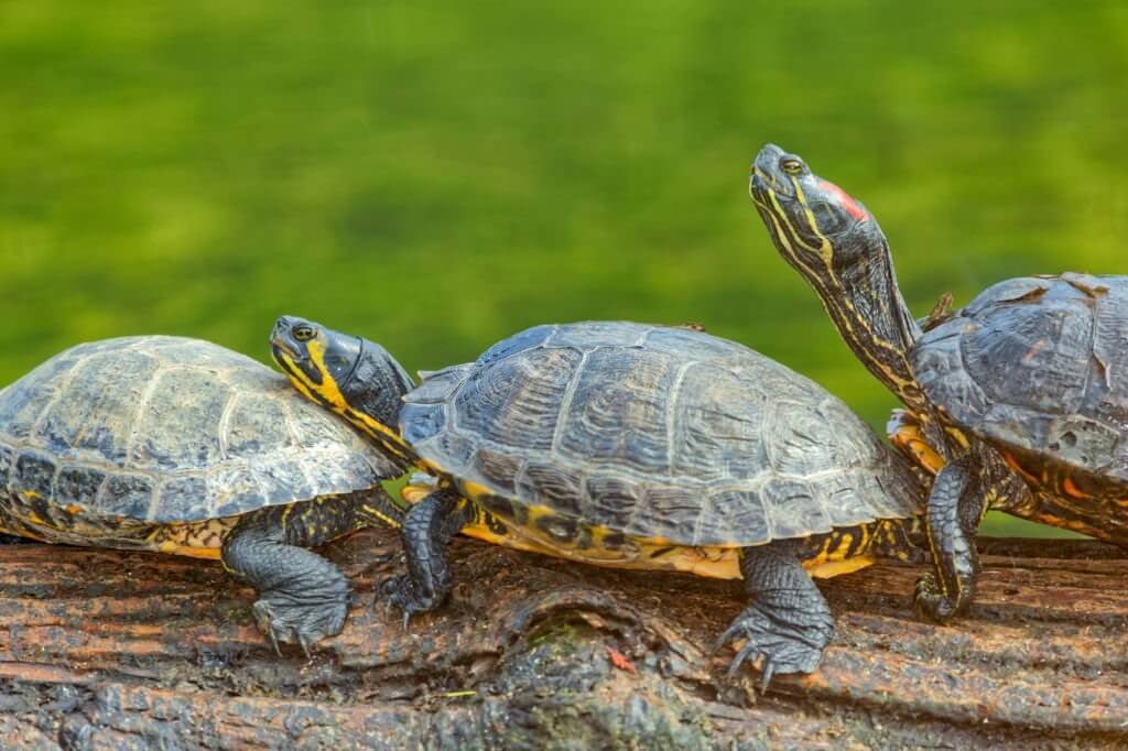 4 Types Of Painted Turtles (+ How To Identify) Turtle Pet Guide