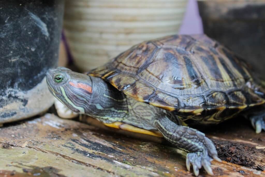 Why Is My Turtle's Shell Soft? (+ What You Can Do) Turtle Pet Guide