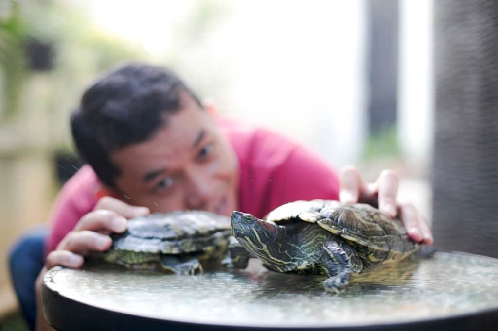 Do Turtles Eat Each Other? Turtle Pet Guide