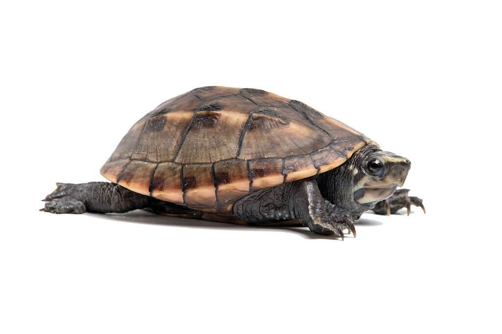 What Turtles Can Live In A 40 Gallon Tank? Turtle Pet Guide