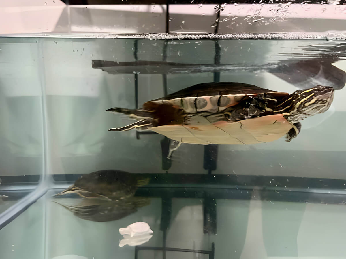 Are Turtles Low Maintenance? Turtle Pet Guide