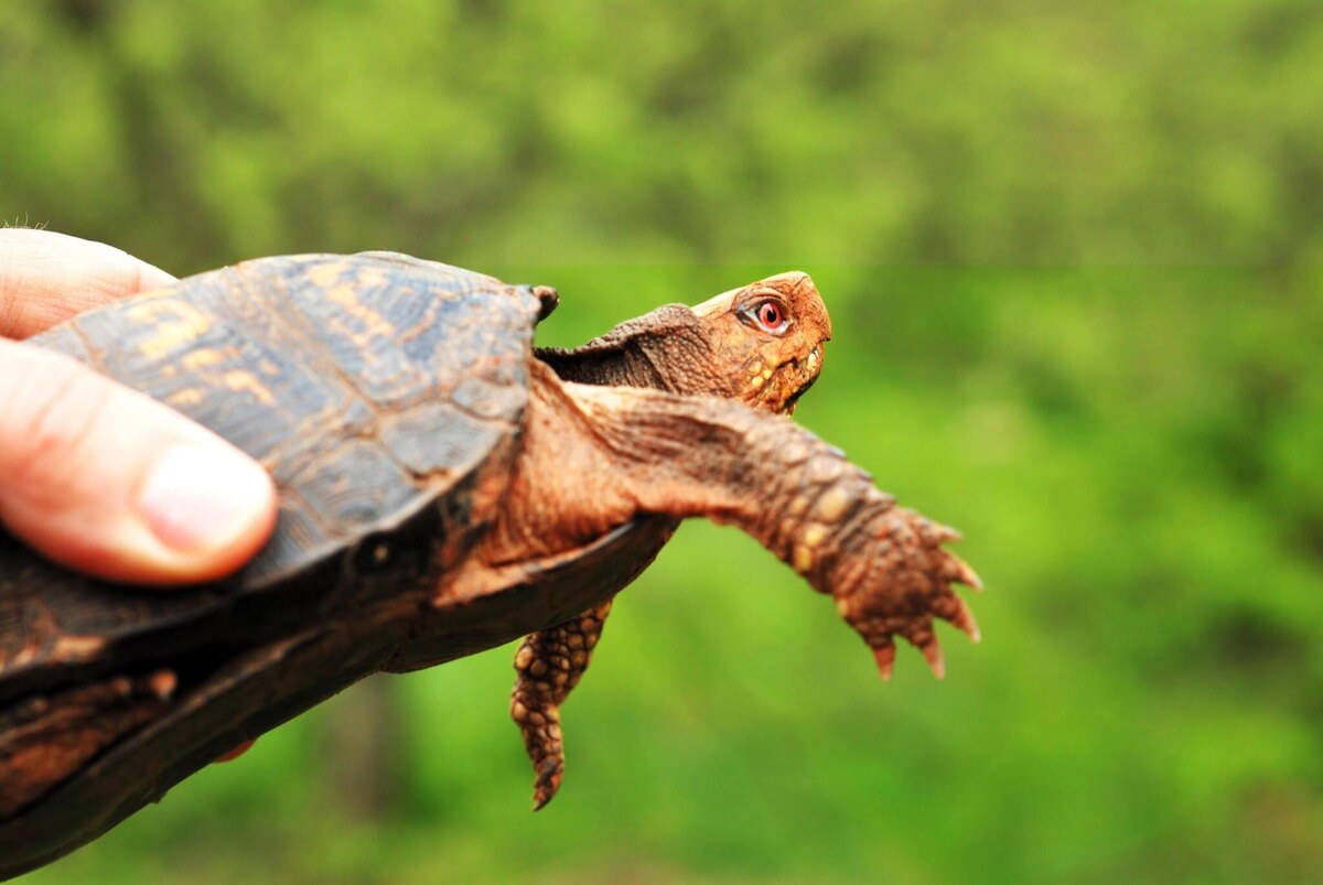 How Big Do Box Turtles Get? Turtle Pet Guide