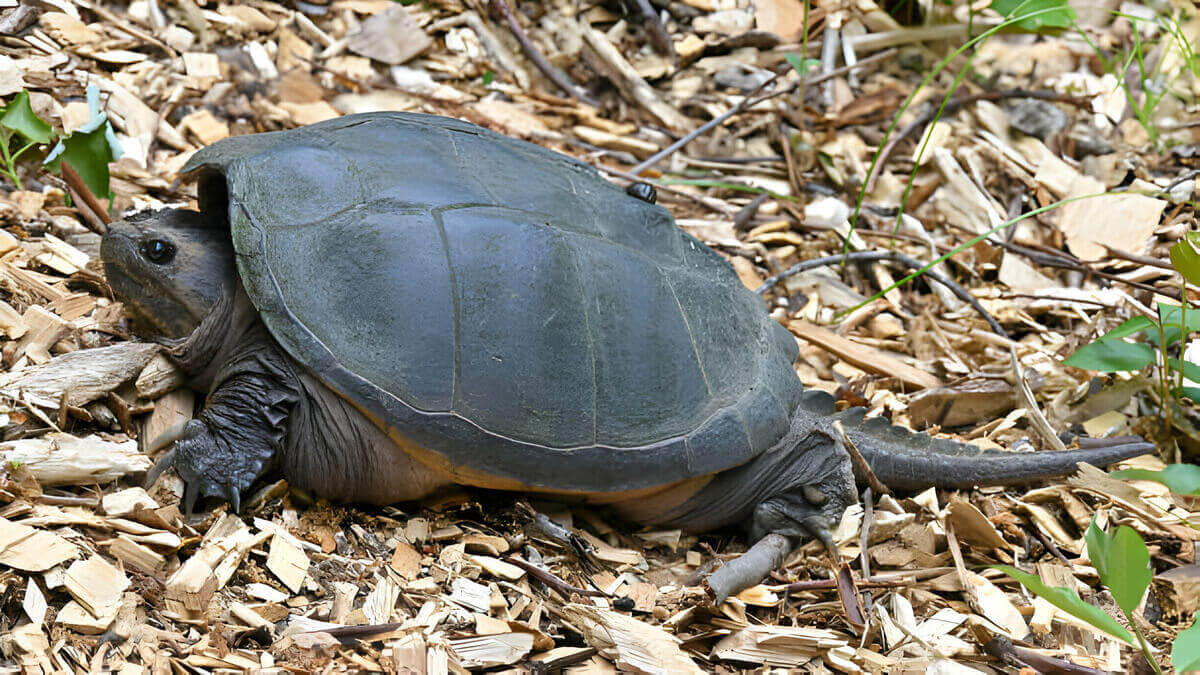 How Fast Do Snapping Turtles Grow? Turtle Pet Guide
