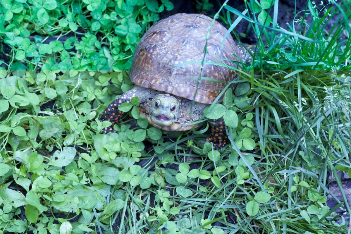 Do Turtles Get Zoomies? Turtle Pet Guide