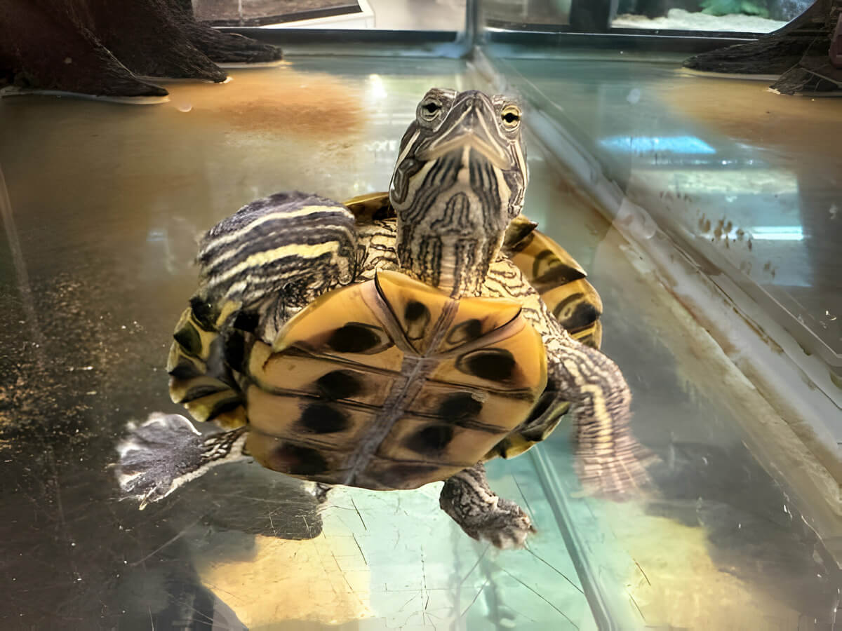 Do Turtles Like Mirrors? Turtle Pet Guide