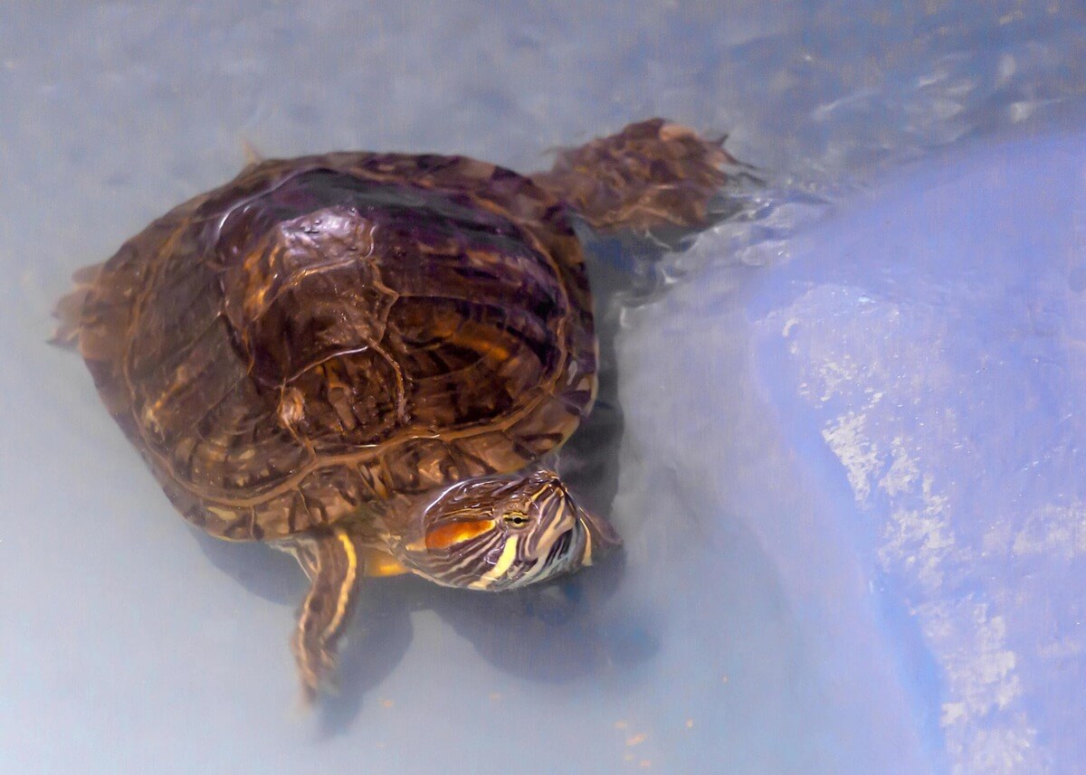 How To Clean A Turtle Shell? Turtle Pet Guide