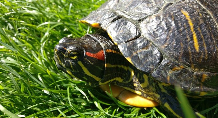 How Big Do Red Eared Slider Turtles Get? [With Pictures] TurtlePets