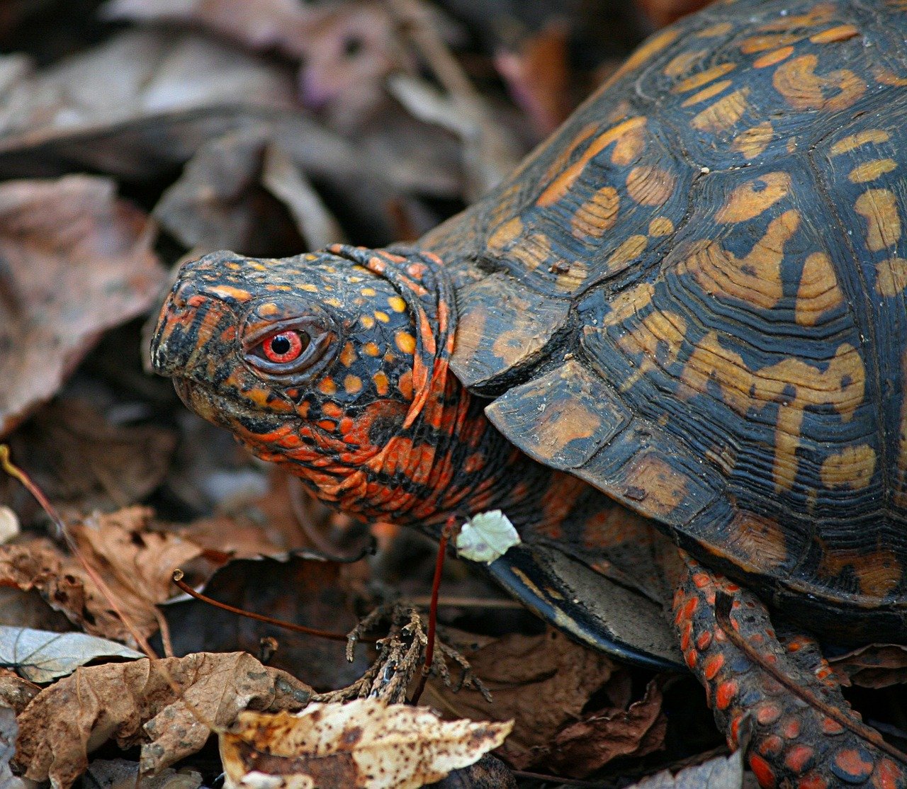 Do Turtles Recognize Their Owners? [3 Stunning Facts] TurtlePets
