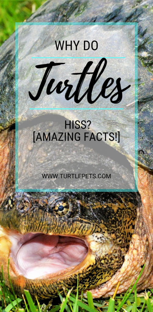 Why Do Turtles Hiss? [Amazing Facts!] TurtlePets