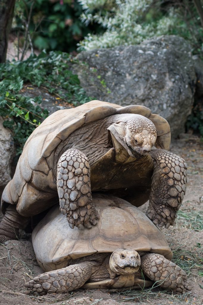How Do Turtles Mate? How Do I Know That My Turtle Is