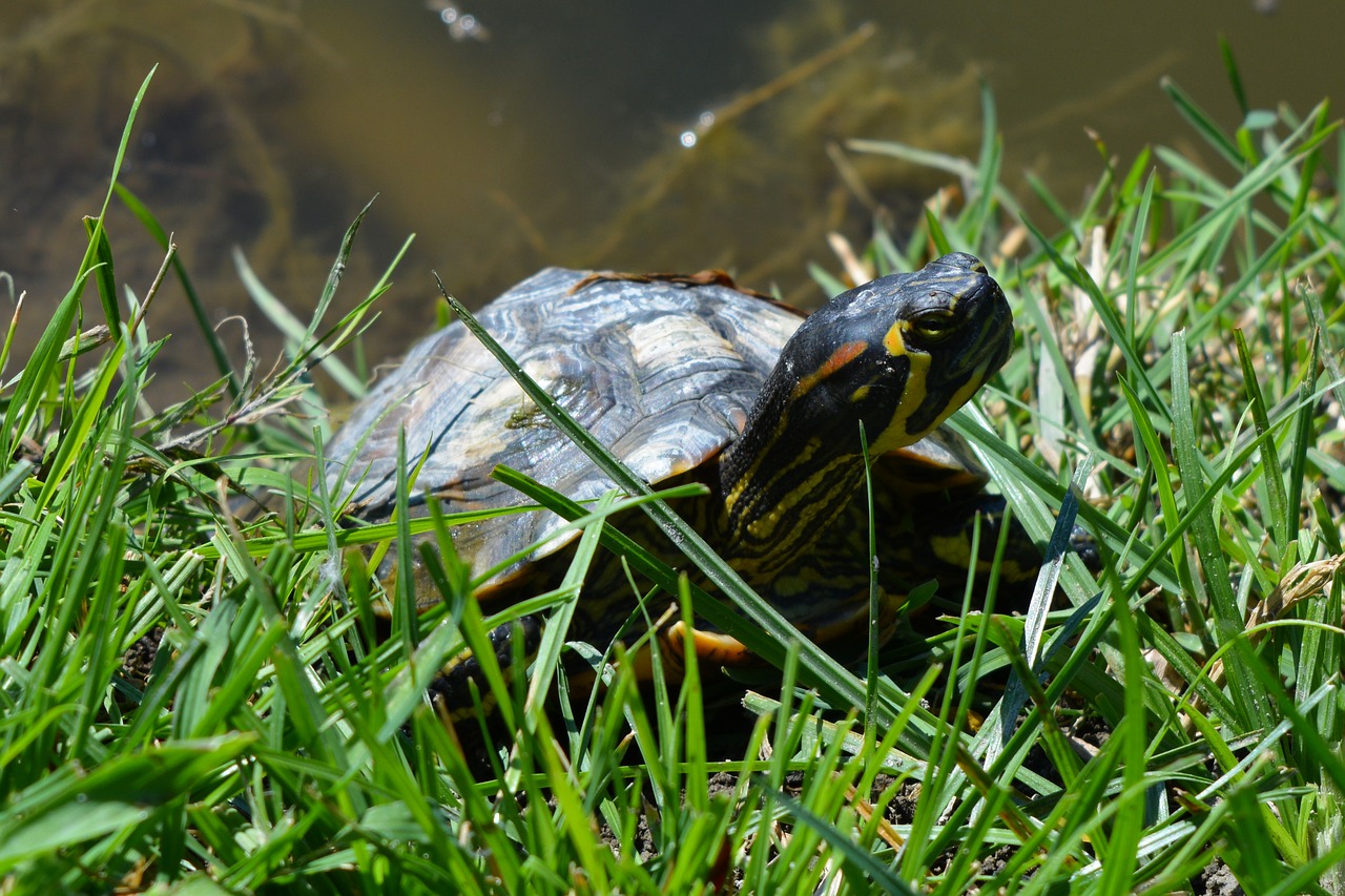 Can Turtles Eat Grass? [Answered] TurtlePets