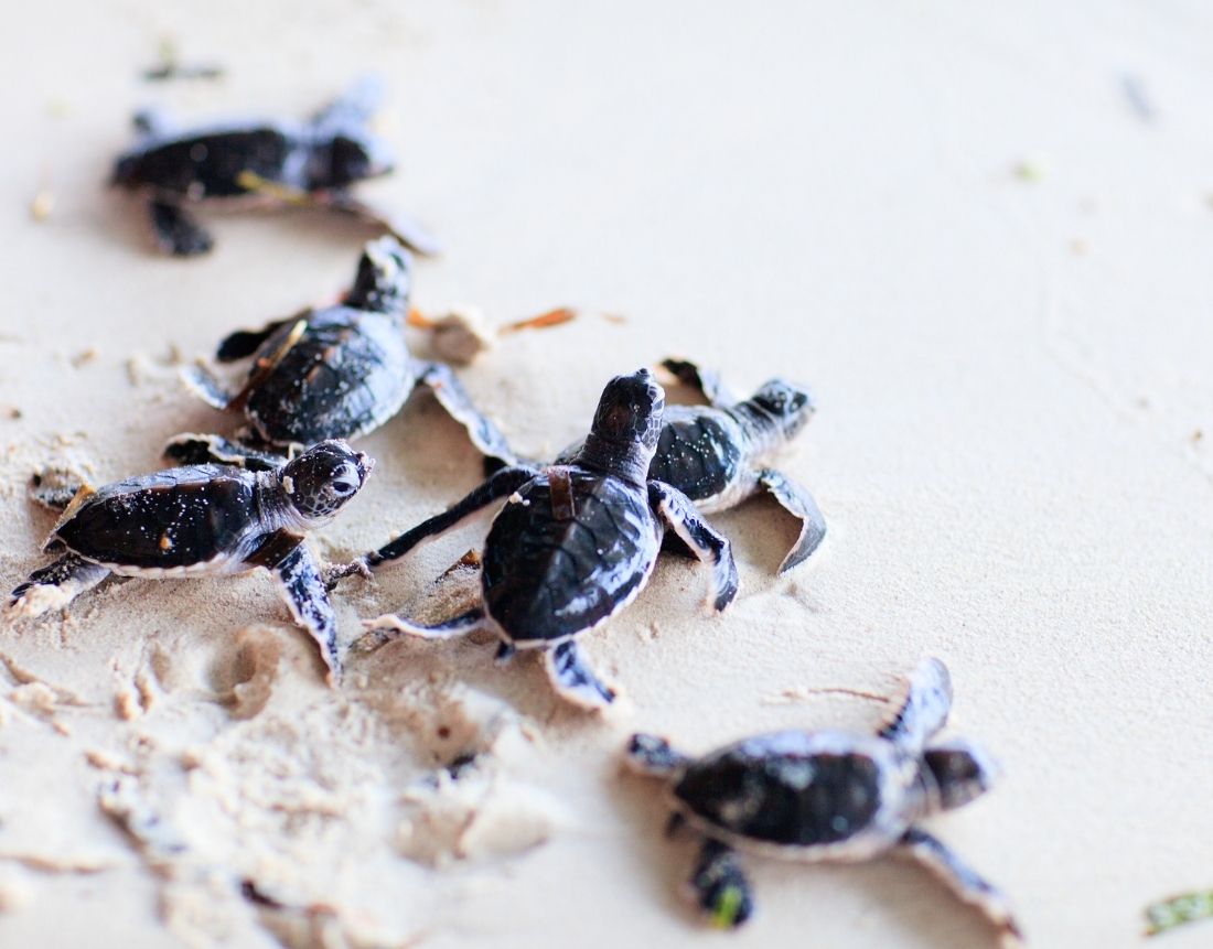 Are Turtles Lucky? [Symbol For Strength, Longevity & Hope] TurtlePets