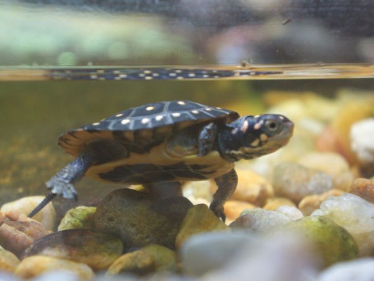 Best Pet Turtles For Beginners [5 TOP Types of Turtles] TurtlePets