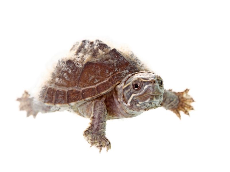 Best Pet Turtles For Beginners [5 TOP Types of Turtles] TurtlePets
