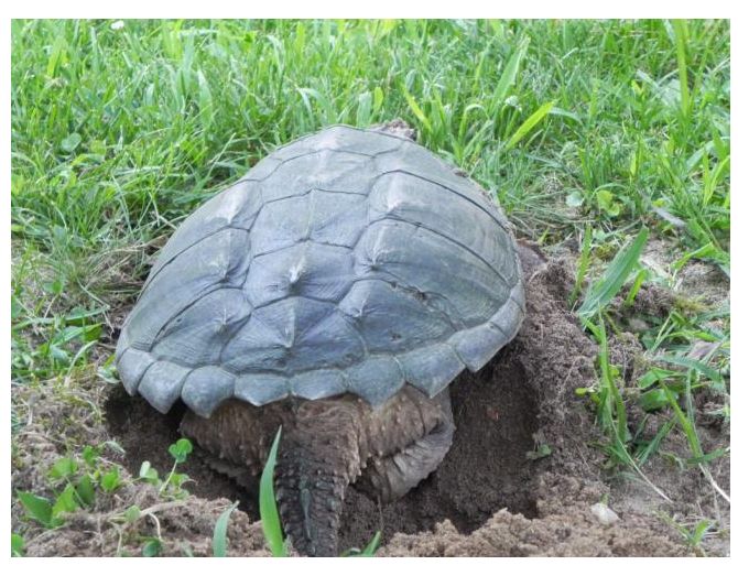 Turtle Rescue of Long Island
