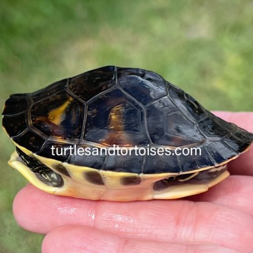 Turtles Page 2 Turtles and Tortoises Inc