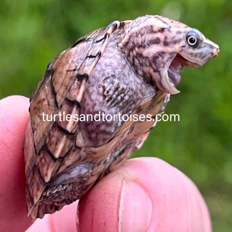 Razorback X Common Musk Turtles (Sternotherus odoratus X carinatus) CB