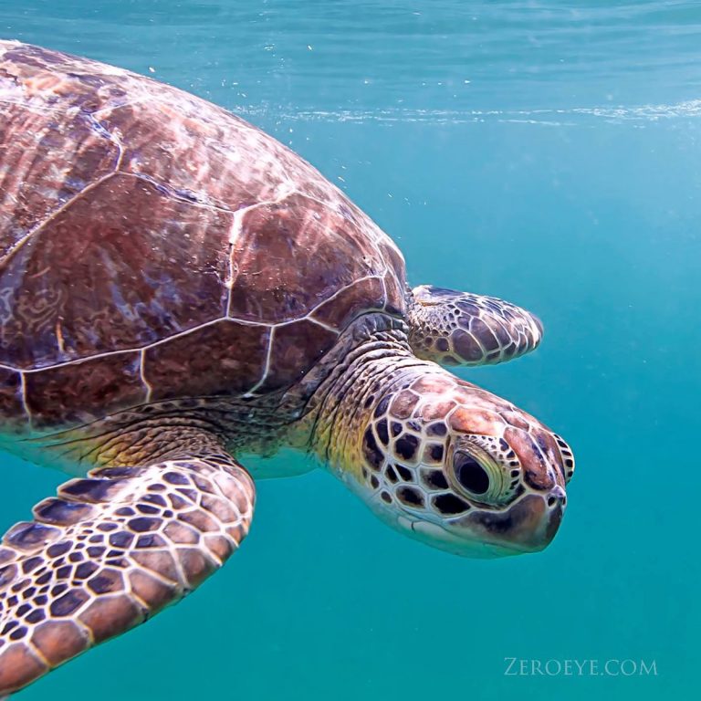 Green Turtle Turtle Time, Inc.