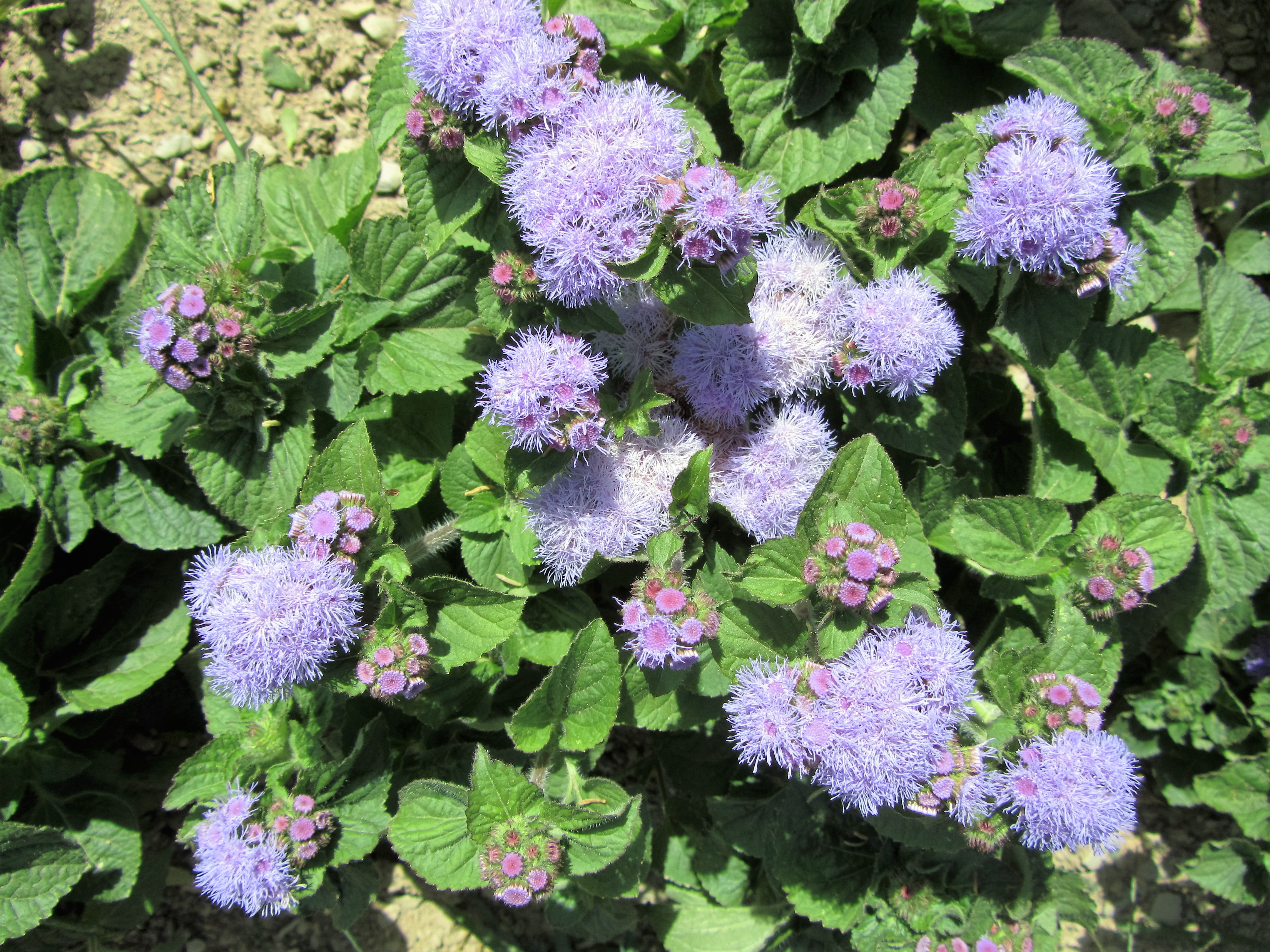 430 Ageratum, Blue Mink · Turtle Tree Seed Initiative