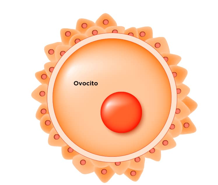 Ovocito Definición y tipos • Portal de Salud
