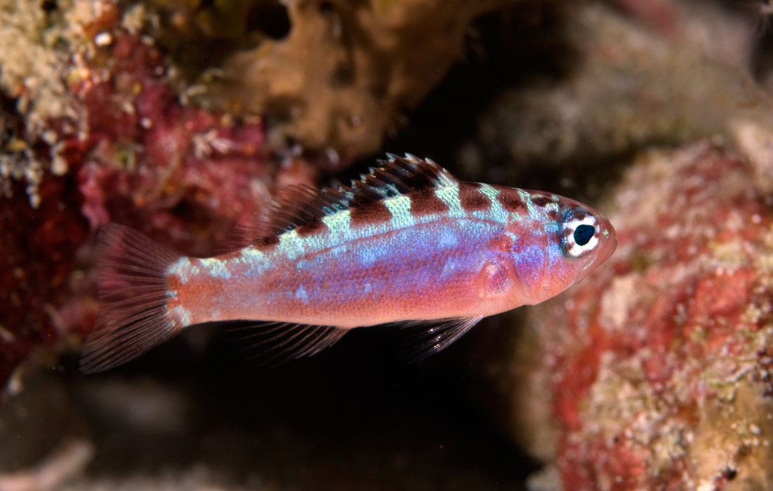 ChalkBass Tusen Takk II