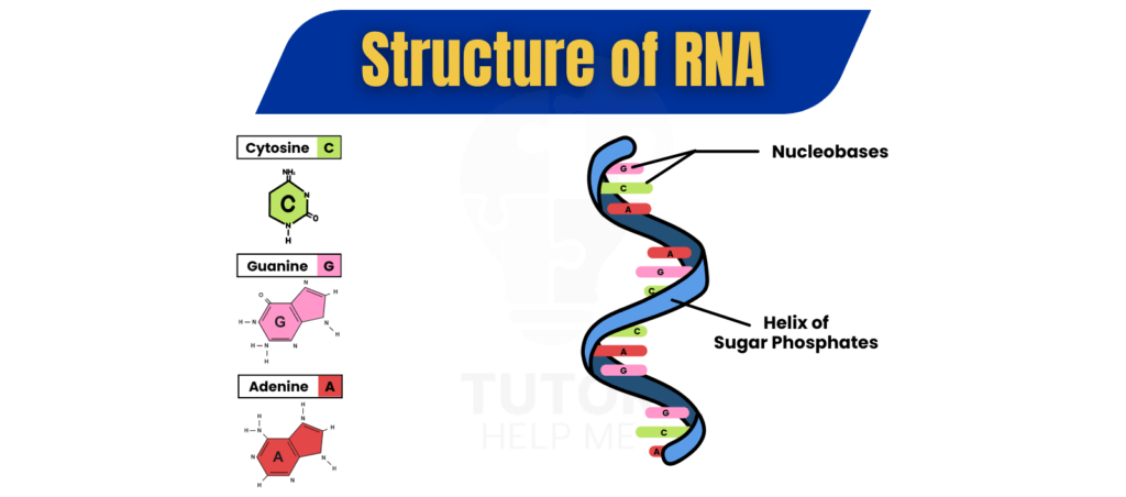 Biological Molecules Lipids, Carbohydrates, Nucleic Acids, and proteins
