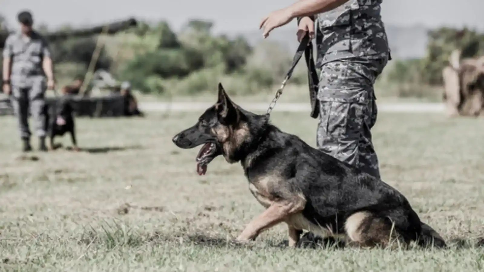 Dog Training Guide Best Tips and Tricks 20232024