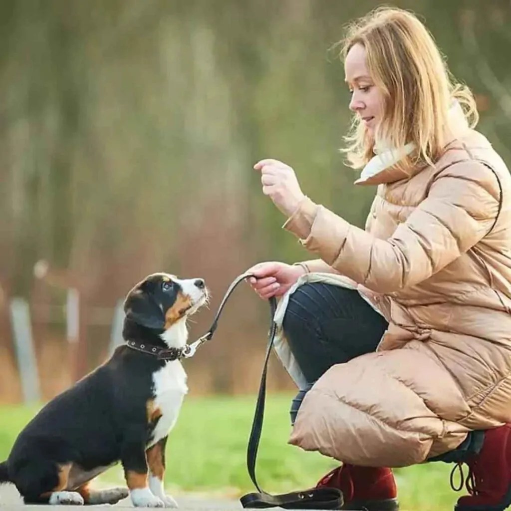 36 Essential Dog Training Commands Best Guide for Trainers
