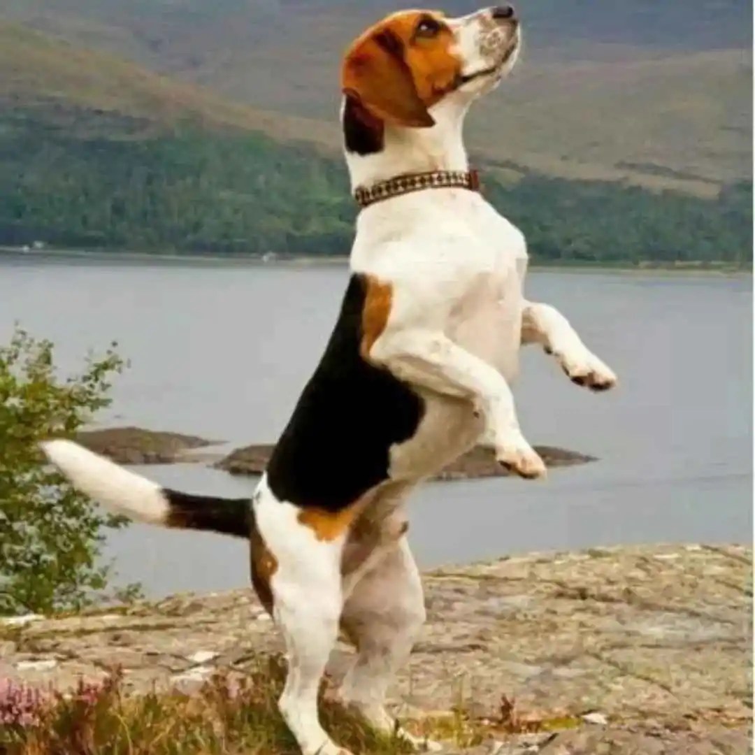 Dog Commands in Several Languages 20+ Best Commands