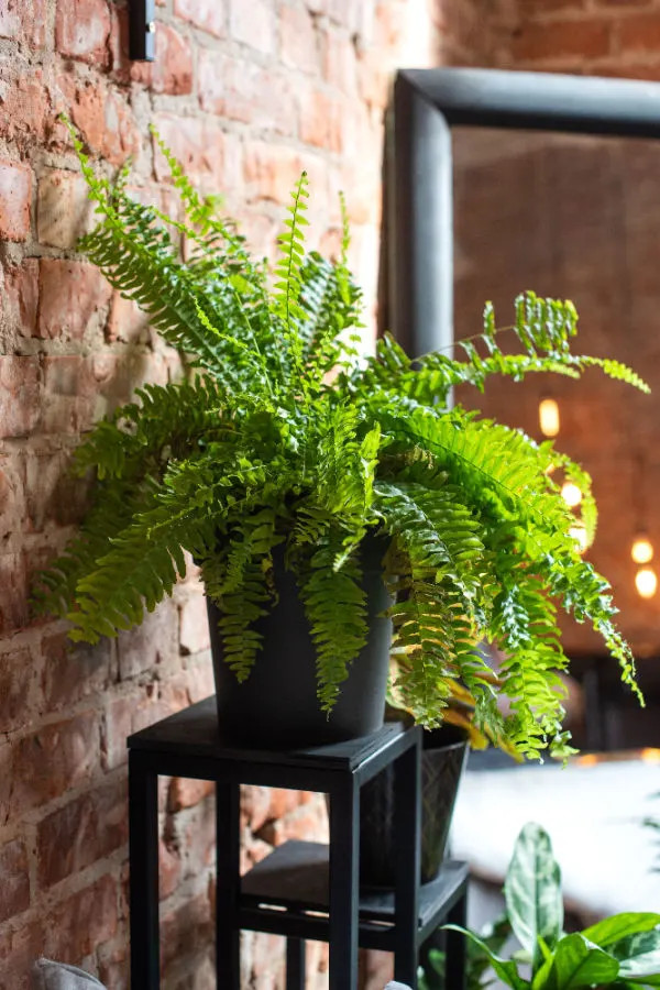How To Save Ferns Keeping Ferns Indoors Over The Winter TUTORING YOU
