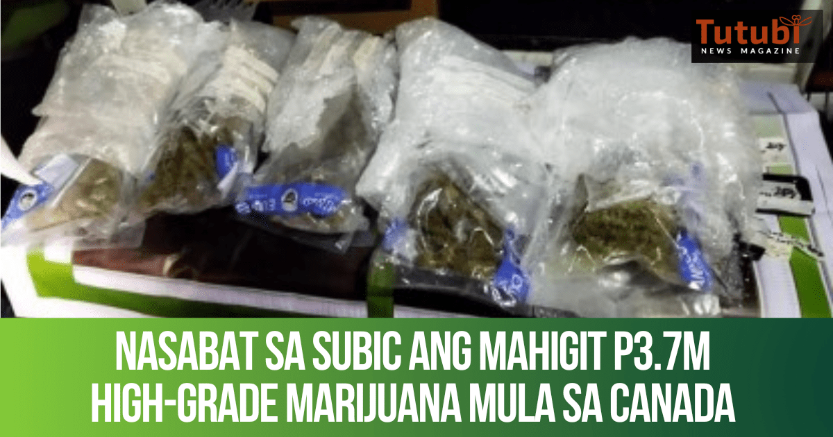 Nasabat sa Subic ang mahigit P3.7M highgrade marijuana mula sa Canada