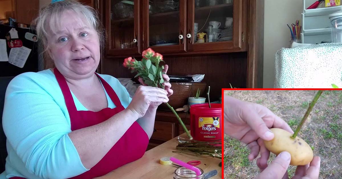 Lo fácil que es enraizar una rosa utilizando una papa. Te muestro como