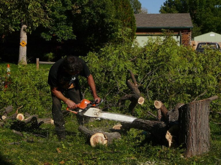 The Dangers of Tree Removal that You Must Know TV 52