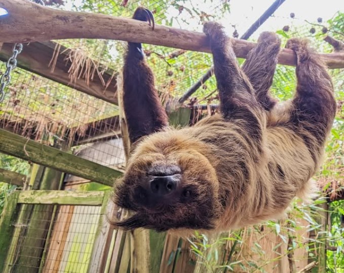 Salisbury Zoo Mourns Loss of Beloved TwoToed Sloth TV Delmarva