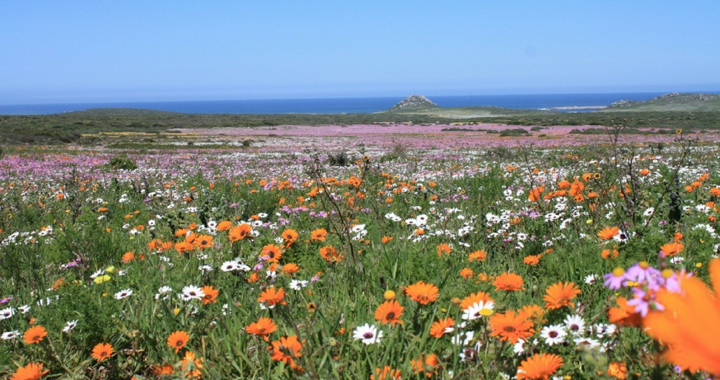 Where The Wild Flowers Are 5 Hiking Trails on the West Coast