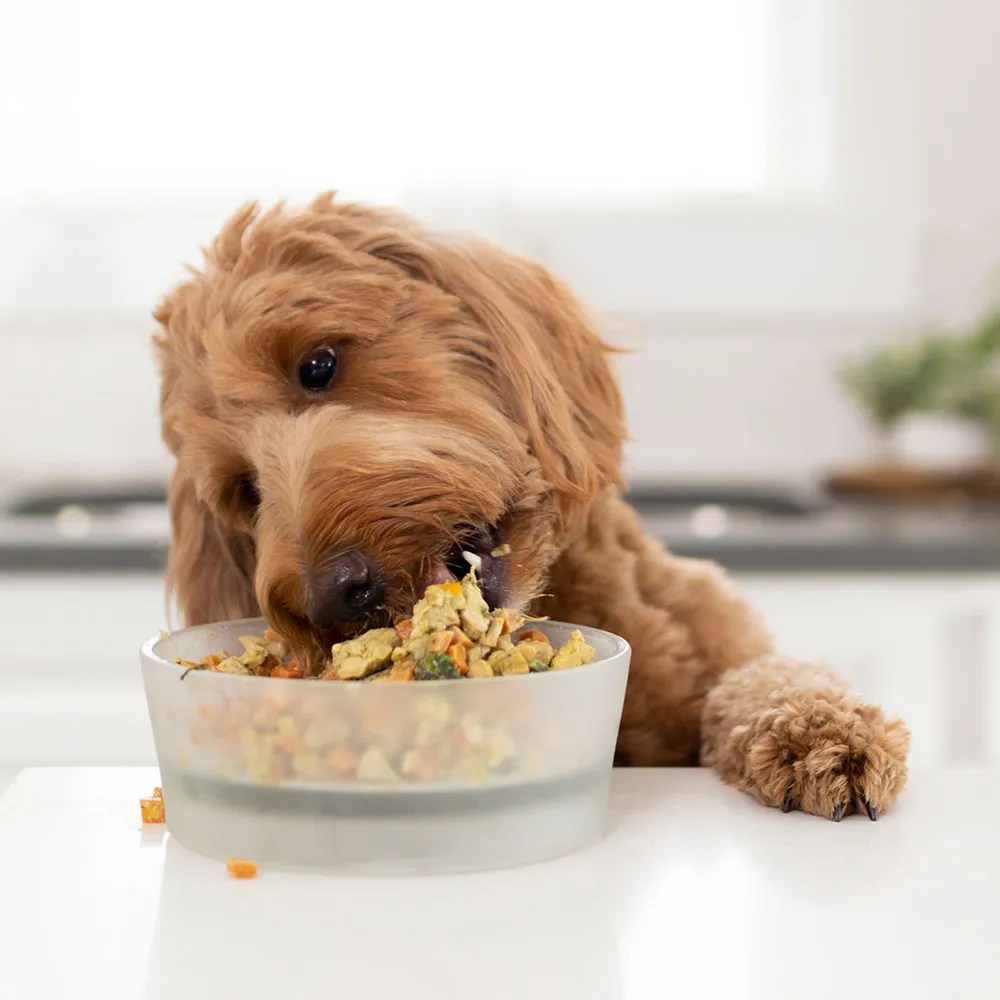 Free Fresh Frozen Dog Food Free Samples by MAIL, Freebies, Free Stuff