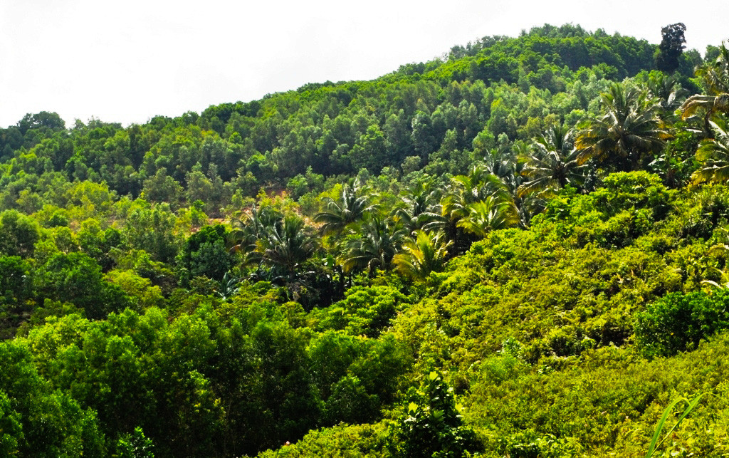 Subanon Rubber Tree Farms Prove There is Life After Mining TVI