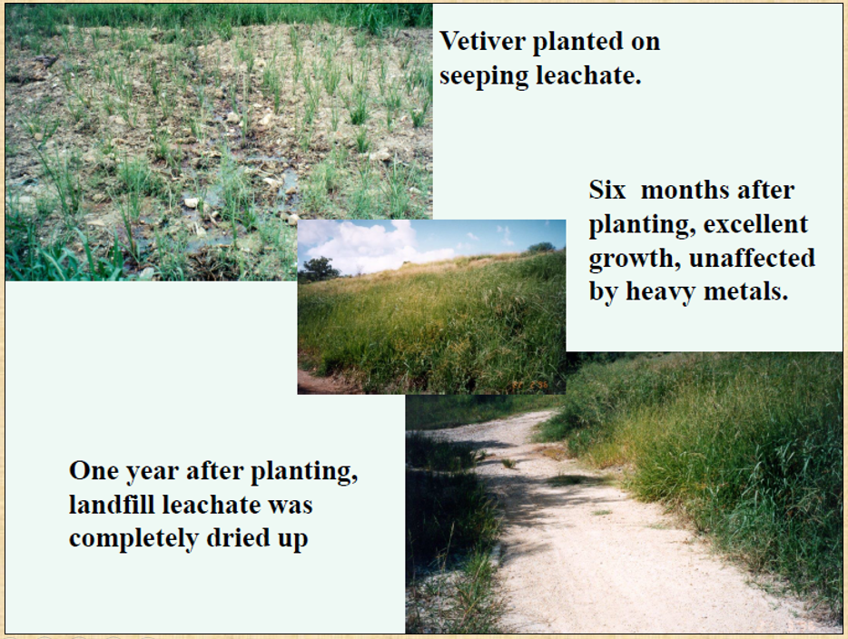 The Vetiver System (VS) The Vetiver Network West Indies