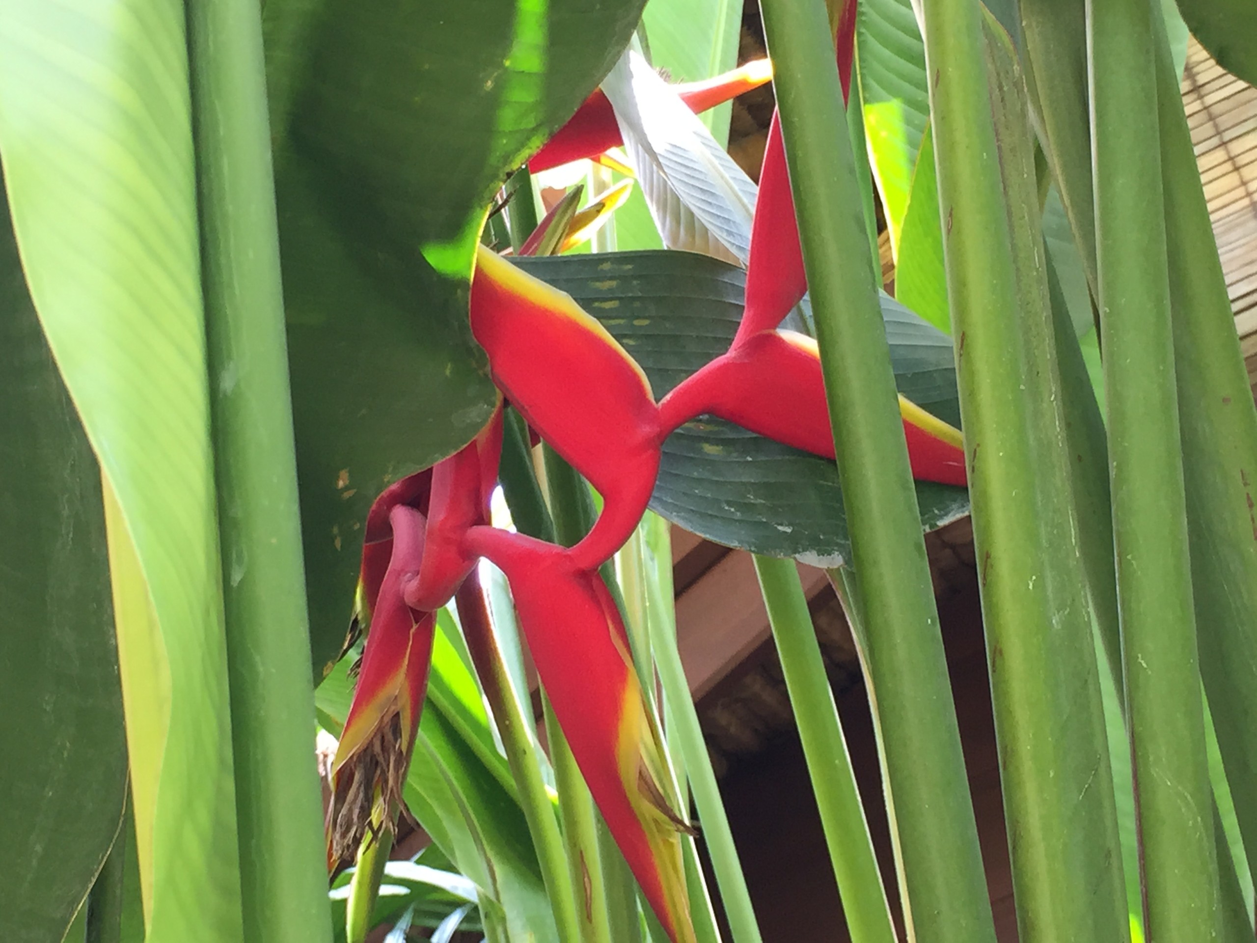 Mini Incense Cones Online Australia Wide Delivery