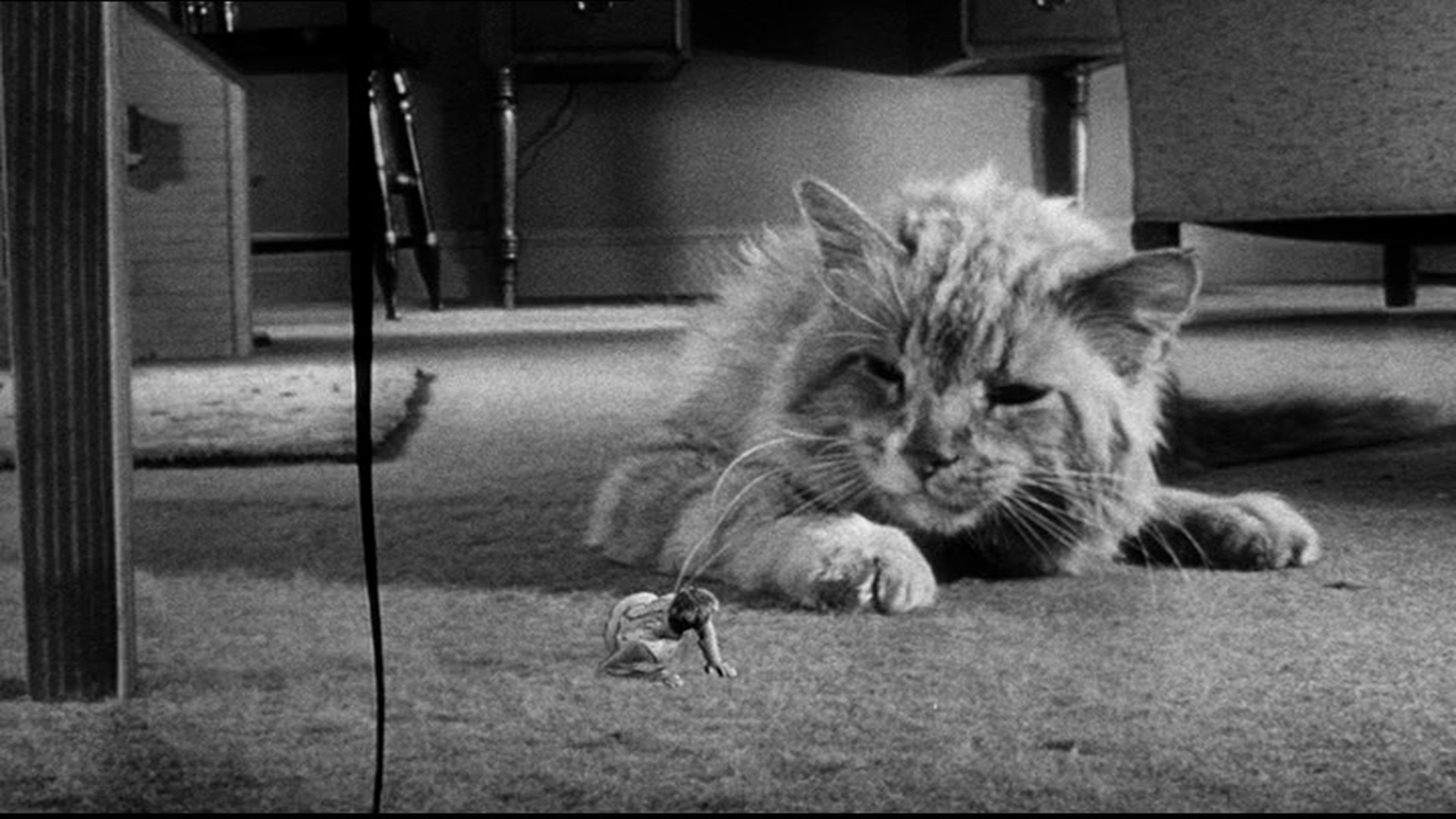 Cats on Film My Favorite Cat Movies « Twenty Four Frames